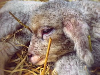 Close-up of sheep relaxing outdoors