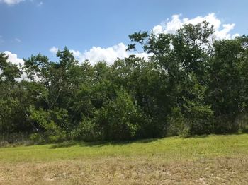 Trees on field against sky