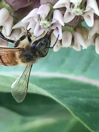 Close-up of insect on flower