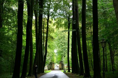 Walkway amidst trees in forest