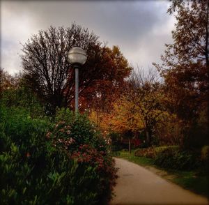 Street light and trees against sky