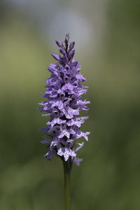 Close-up of purple flowering plant