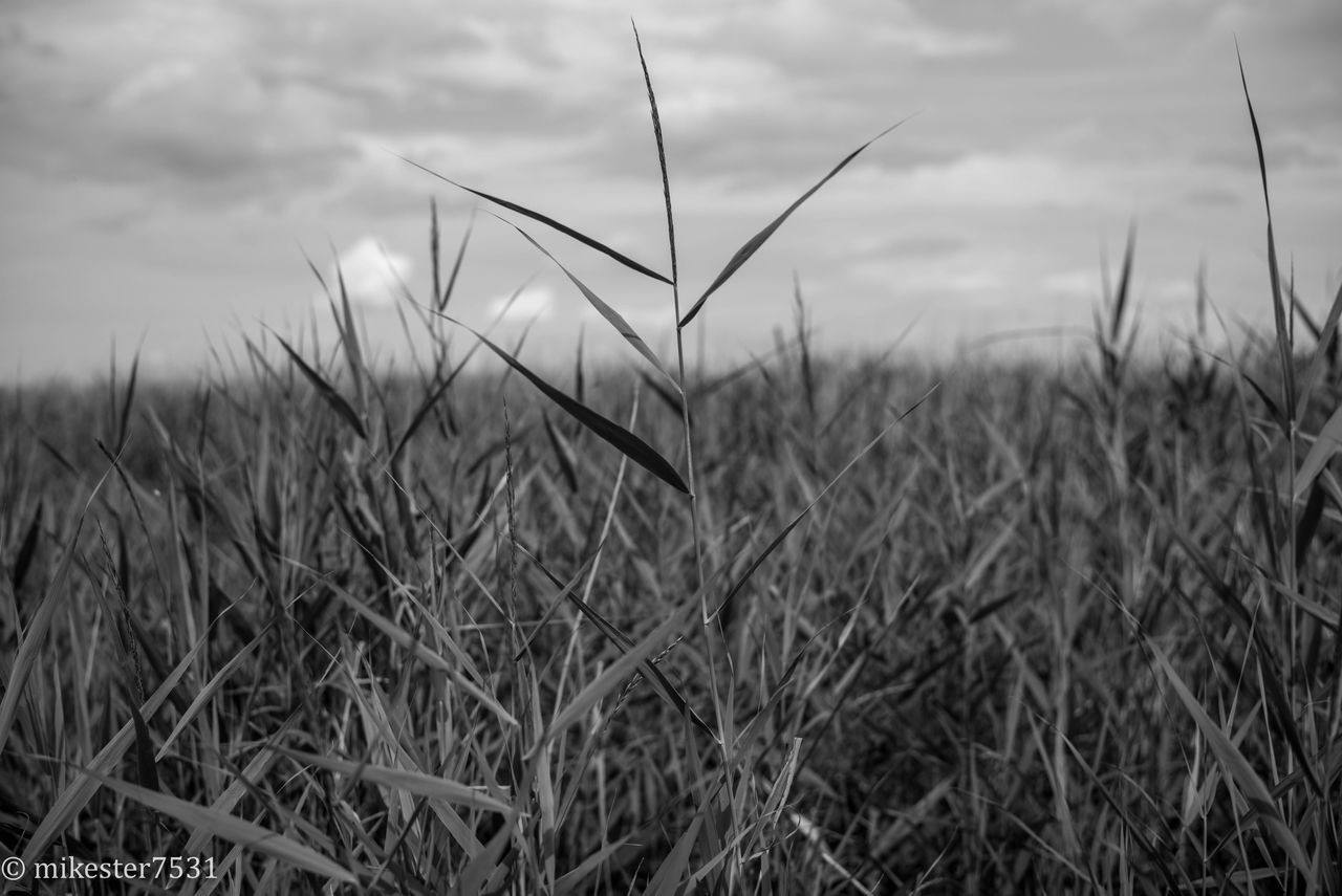 SCENIC VIEW OF GRASSY FIELD AGAINST SKY