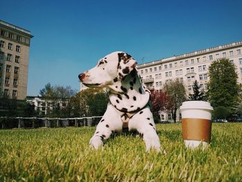 Dalmatian sitting on field against clear sky