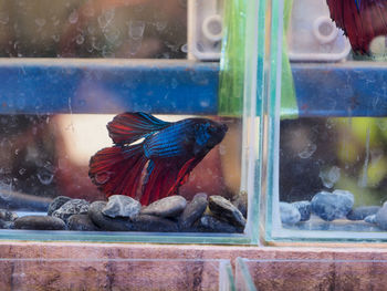 View of birds in glass window