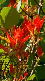 Close-up of red flowers blooming outdoors