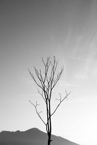 Low angle view of bare tree against sky