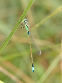 Close-up of dragonfly