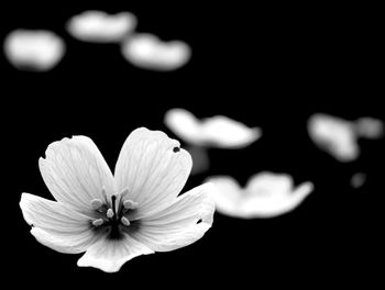 Close-up of flowers blooming outdoors