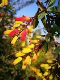 Close-up of yellow leaves on tree