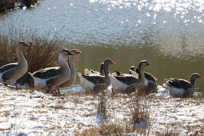 Group of geese on shore