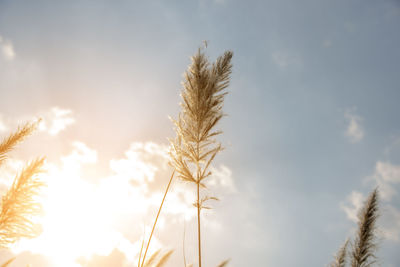 Low angle view of stalks against sky