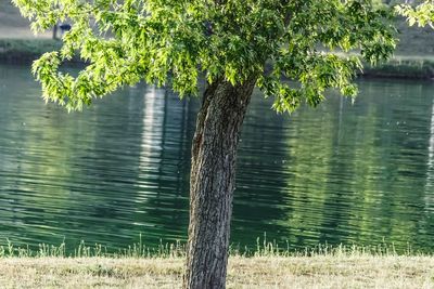 Tree trunk on field by lake