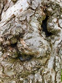 Full frame shot of tree trunk