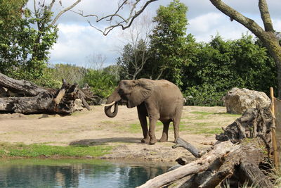 Elephant standing by pond in forest