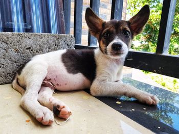Portrait of dog relaxing outdoors