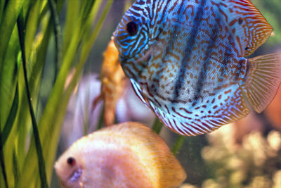 Close-up of fish swimming in sea