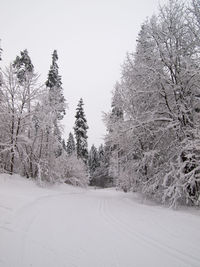 Trees against clear sky during winter