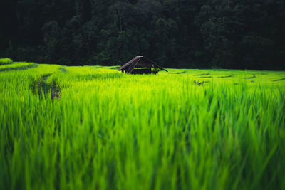 Scenic view of agricultural field