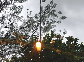 Low angle view of trees against sky