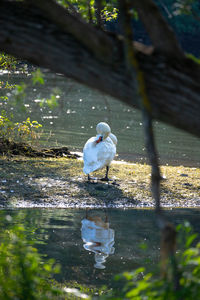 Bird perching on a lake