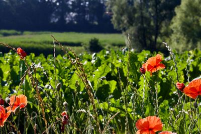 Close-up of red poppy flowers growing on field