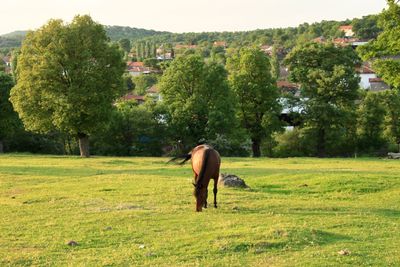 Horse grazing in a field