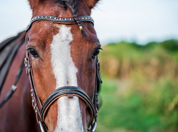 Close-up of horse