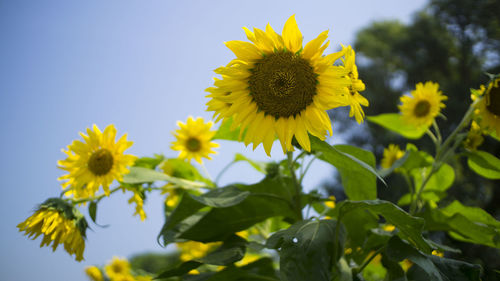 Low angle view of yellow flowering plant against sky