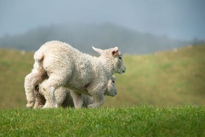 Two cute baby lambs standing on the top of green hill in the soft morning sunlight