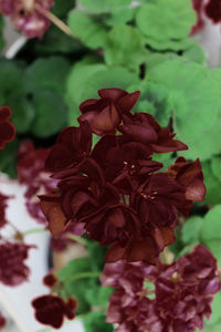 Close-up of rose plant