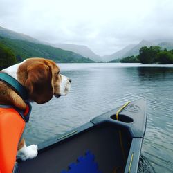 Dog on person by lake against sky