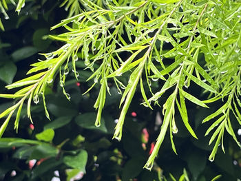 plant
