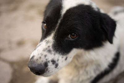 Close-up of dog looking away