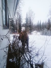 Dog on snow covered landscape