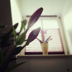 Close-up of potted plant at home