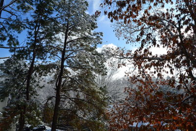 Low angle view of trees in forest against sky