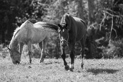 Horses grazing in a field