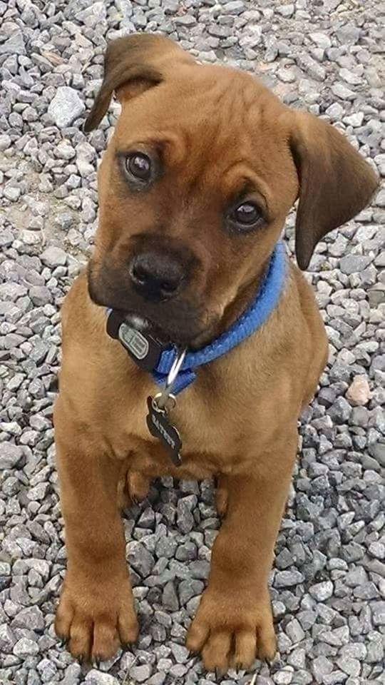 CLOSE-UP PORTRAIT OF DOG STANDING