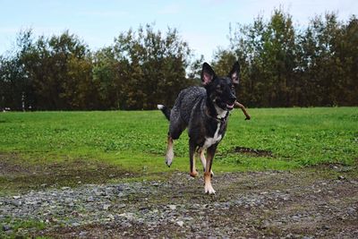 Dog standing on grassy field