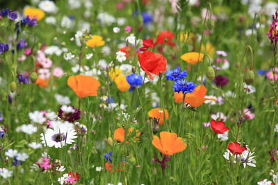 Close-up of purple flowering plants on field