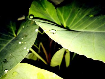 Close-up of insect on plant