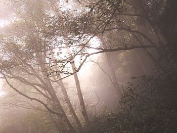 Tree in forest