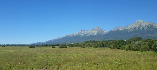 Scenic view of field against clear blue sky