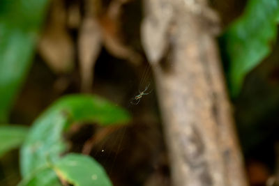 Close-up of insect on plant