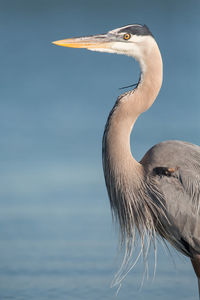 Close-up of heron looking away