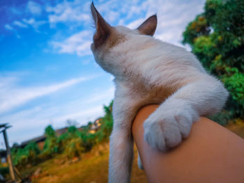 Close-up of hand holding cat