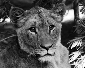 Close-up portrait of a cat