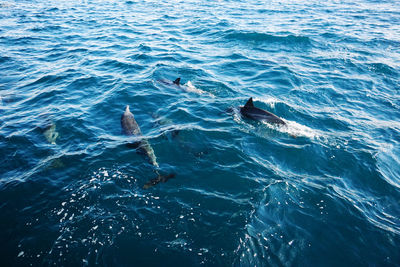 High angle view of dolphins in sea