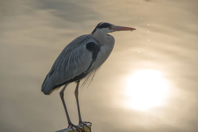 High angle view of gray heron perching on plant against sky